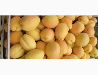 Зображення для оголошення Продам абрикосы из Молдовы