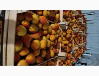 Зображення для оголошення Продам молдавский абрикос отличного качества