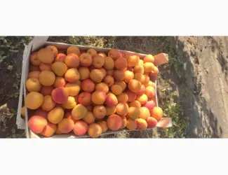 Зображення для оголошення Продам качественный сладкий абрикос