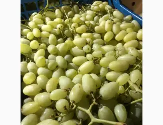 Зображення для оголошення Продам виноград оптом