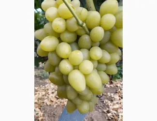Зображення для оголошення Продам столовые сорта винограда