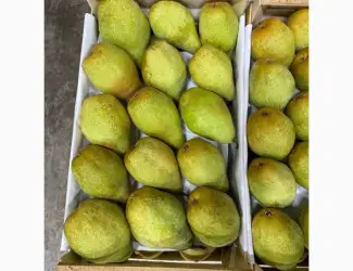 Зображення для оголошення Продам грушу Ноябирська