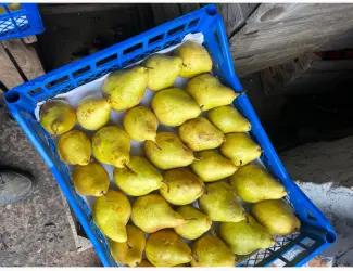 Зображення для оголошення Продам Ноябрську і Киргизську грушу