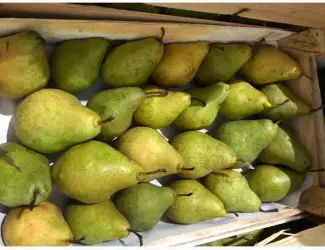 Зображення для оголошення Продам грушу Нояберська