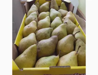 Зображення для оголошення Продам груші сортів Бера "Ноябрська" Вільямс Конференція урожай 2025