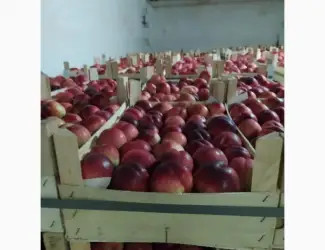 Зображення для оголошення Продам нектарин