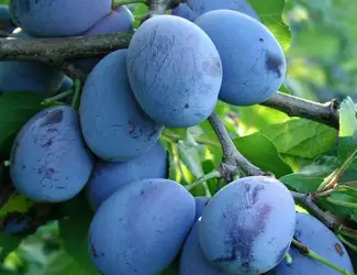 Зображення для оголошення Куплю сливу