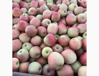 Зображення для оголошення Продам Фуджи и другие сорта