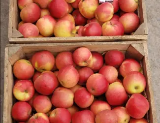 Зображення для оголошення Продам Яблука гуртом: Гарантія Якості та Вигідних Умов