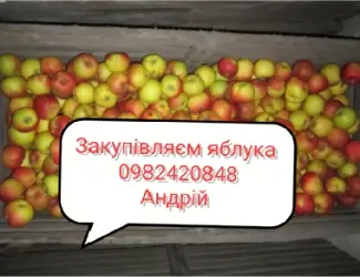 Зображення для оголошення Куплю яблука на переробку