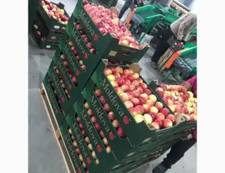 Зображення для оголошення Продам яблоки от произодителя от 20 тонн