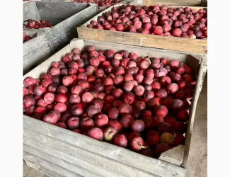 Зображення для оголошення Фермерське Господарство реалізує яблука різних сортів