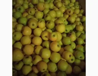 Зображення для оголошення Продам яблука оптом