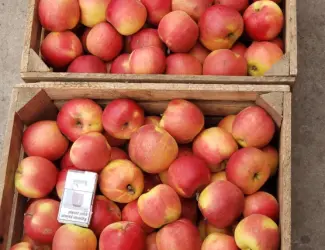 Зображення для оголошення Продам ЯБЛУКА гурт: Джонаголд