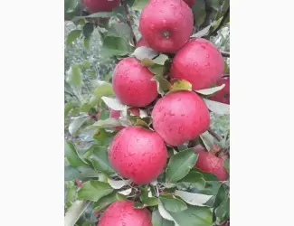 Зображення для оголошення Продам яблука