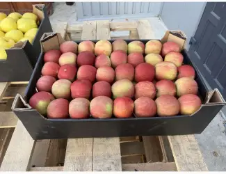 Зображення для оголошення Продам яблука Фуджі
