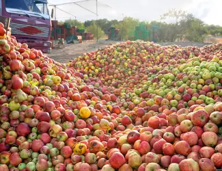 Зображення для оголошення Куплю для переробки яблука