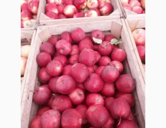 Зображення для оголошення Продам яблука оптом