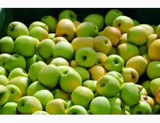 Зображення для оголошення Купимо для переробки яблука