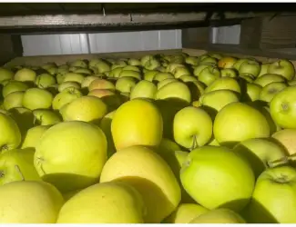 Зображення для оголошення Продам яблука Голден