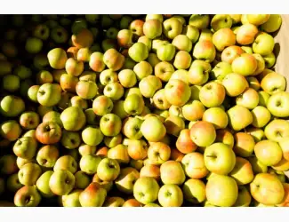 Зображення для оголошення Купимо яблука переробка