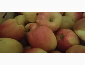 Зображення для оголошення Продам яблука різних сортів: Голден