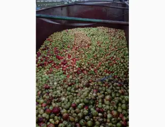 Зображення для оголошення Куплю яблоки на сік Полтавска
