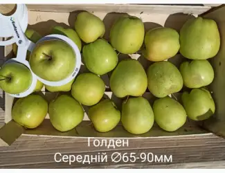 Зображення для оголошення Постійно продаю яблука в асортименті