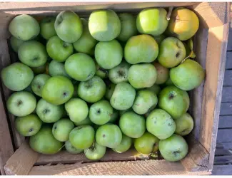 Зображення для оголошення Продам симиренку