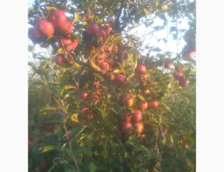 Зображення для оголошення Продам яблоко