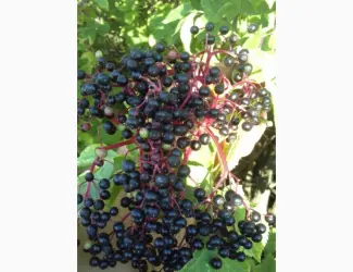 Купим в больших количествах сухую ягоду бузины