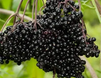 Зображення для оголошення Куплю бузину