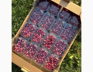 Зображення для оголошення Рожева Лохина Pink Lemonade