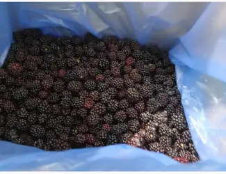 Зображення для оголошення Продам ожину заморожену А-клас