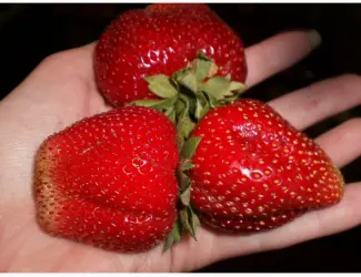 Зображення для оголошення Полуниця Мармелада (Marmolada Strawberry) саджанці полуниці Фріго