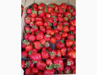 Зображення для оголошення Купуємо полуницю морожену до ЕС