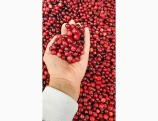 Зображення для оголошення Продам очищену лісову свіжу клюкву
