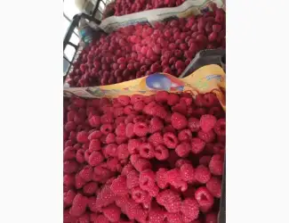 Зображення для оголошення Купимо малину від фермерів