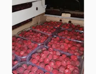 Зображення для оголошення Дорого купим малину
