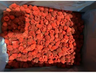 Зображення для оголошення Продам малину оригінал