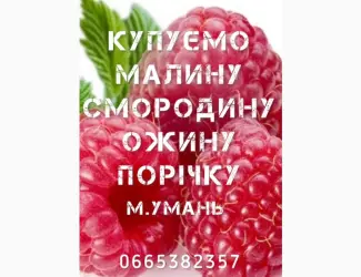 Зображення для оголошення Купимо Малину