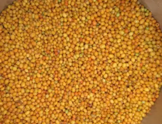 Зображення для оголошення Облепиха шоковой заморозки