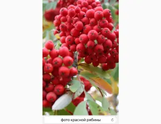 Зображення для оголошення КУПИМ СУХУЮ ЯГОДУ красной рябины