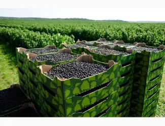 Зображення для оголошення Продам свіжі ягоди
