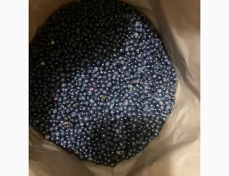 Зображення для оголошення Продам чорницю заморожену