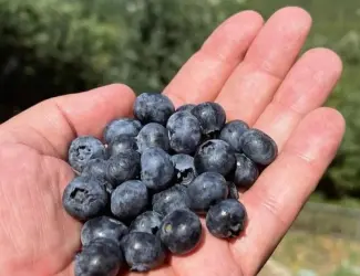 Зображення для оголошення Купуємо чорницю