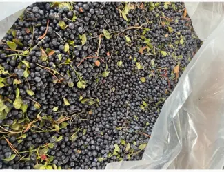 Зображення для оголошення Продам чорницю заморожена