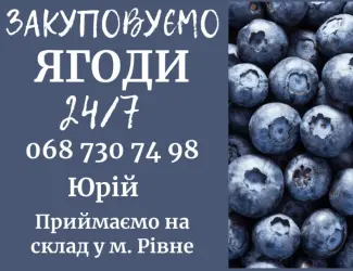Зображення для оголошення Закуповуємо свіжу чорницю в сезон