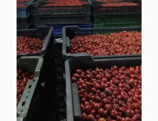 Зображення для оголошення Шипшина ягода свіжа