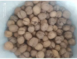 Продам горіх кругляк